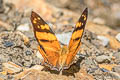 Orange Mapwing Hypanartia lethe lethe