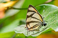 Phaleros Hairstreak Panthiades phaleros