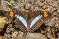 Pointed Sister Adelpha iphiclus iphiclus (Iphiclus Sister)