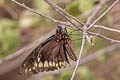 Polydamas Swallowtail Battus polydamas ssp.