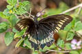 Polydamas Swallowtail Battus polydamas ssp.