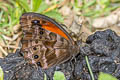 Pronophila cordillera