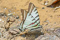 Short-lined Kite Swallowtail Neographium agesilaus ssp.