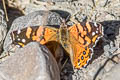 Subtropical Lady Vanessa carye