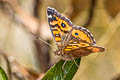 Subtropical Lady Vanessa carye