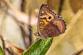 Subtropical Lady Vanessa carye