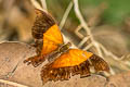 Sunset Daggerwing Marpesia furcula oechalia (Glossy Daggerwing)