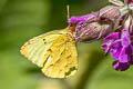 Mimosa Yellow Pyrisitia nise stygma