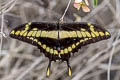 Thoas Swallowtail Heraclides thoas cinyras