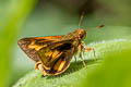 Trailside Skipper Anthoptus epictetus