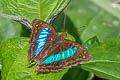 Turquoise Emperor Doxocopa laurentia thalysia