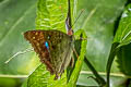 Turquoise Emperor Doxocopa laurentia thalysia