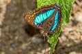 Turquoise Emperor Doxocopa laurentia thalysia