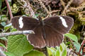 White-bar Mountain Satyr Pedaliodes palaepolis palaepolis