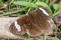 White-bar Mountain Satyr Pedaliodes palaepolis palaepolis