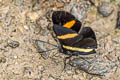 Yellow-based Metalmark Isapis agyrtus ssp.