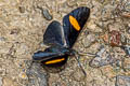 Yellow-based Metalmark Isapis agyrtus ssp.