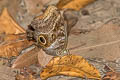 Dusky Owl Caligo illioneus ssp.