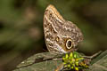 Dusky Owl Caligo illioneus ssp.