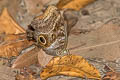 Dusky Owl Butterfly Caligo illioneus ssp.