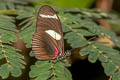 Wallace's Longwing Heliconius wallacei colon