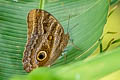 Dusky Owl Caligo illioneus oberon