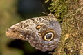 Pale Owl Caligo telamonius menus