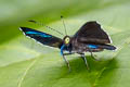 Anius Metalmark Charis anius 