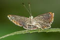 Barnes's Metalmark Detritivora barnesi