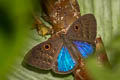 Blue-winged Eurybia Eurybia lycisca