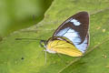 Bluish White Leptophobia caesia caesia 