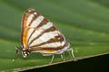 Colombian Stripe-streak Arawacus lincoides