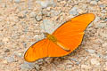 Common Julia Heliconian Dryas alcionea moderata