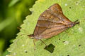 Ecuadorian Lasio Lasiophila palades limes