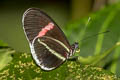 Crimson-patched Longwing Heliconius erato cyrbia (Red Postman)