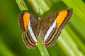 Cytherea Sister Adelpha cytherea cytherea (Smooth-banded Sister)