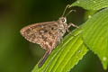 Dorantes Longtail Cecropterus dorantes dorantes