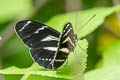 Heliconius peruvianus