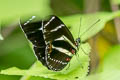 Heliconius peruvianus