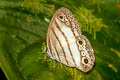 Jesia Satyr Euptychia jesia