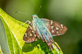 Long-tailed Skipper Urbanus proteus proteus