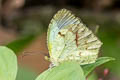 Mexican Yellow Abaeis mexicana ssp.