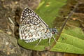 Orcus Checkered Skipper Burnsius orcus