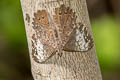 Pale Cracker Hamadryas amphichloe amphichloe