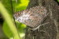 Pale Cracker Hamadryas amphichloe amphichloe