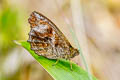 Panyapedaliodes drymaea drymaea