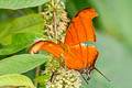 Ruddy Daggerwing Marpesia petreus ssp.