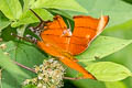 Ruddy Daggerwing Marpesia petreus ssp.