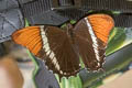 Rusty-tipped Page Siproeta epaphus epaphus