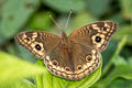 South American Tropical Buckeye Junonia evarete fuscescens